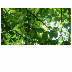 免费动漫成本人视频网站
